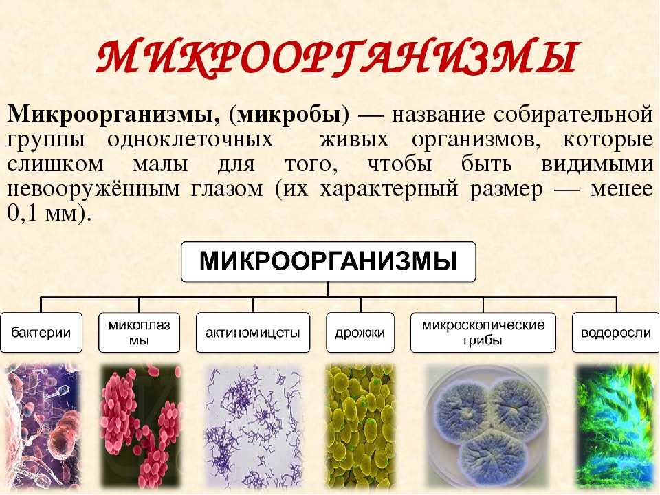 Какие микроорганизмы существуют. Виды бактерий. Виды микроорганизмов. Бактерии виды названия. Основные формы микробов.